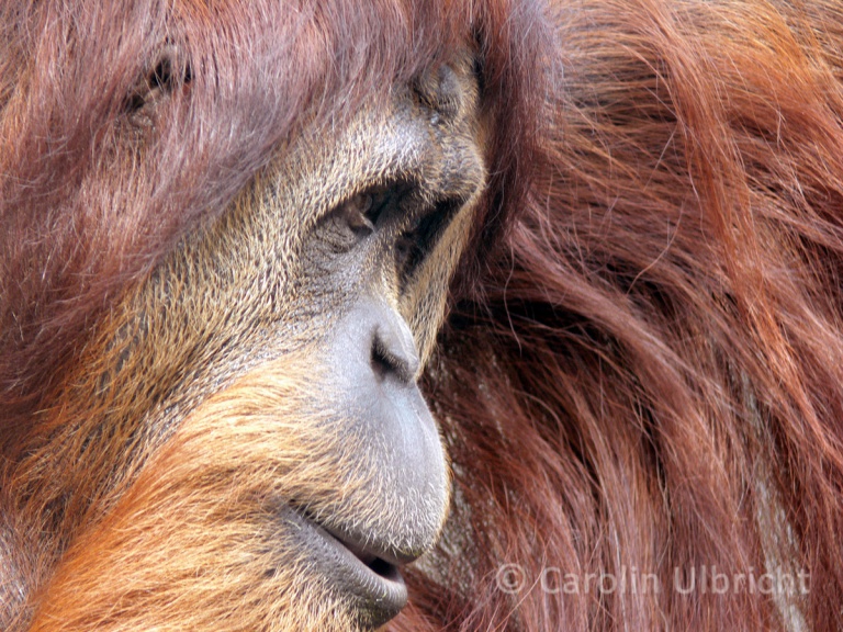 Zoologische Gärten Carolin Ulbricht